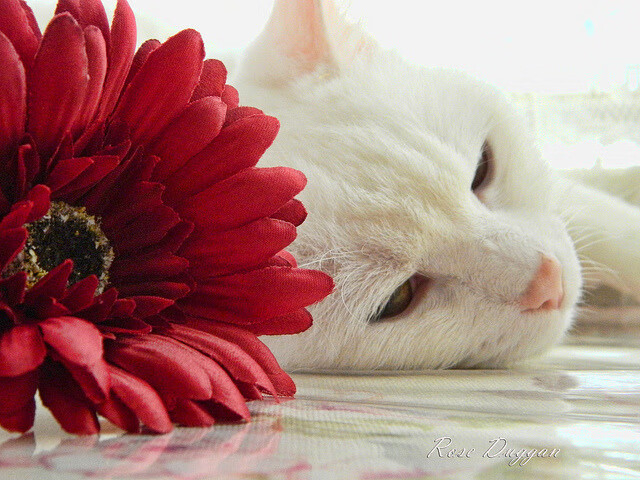 魔术战术压制老鹰，小贾伦成为关键先生