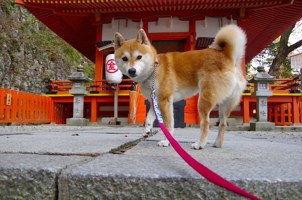 从温布利到美加墨,当英格兰压制尼斯的战术基因,遇上阿拉巴的世界杯舞台接管艺术